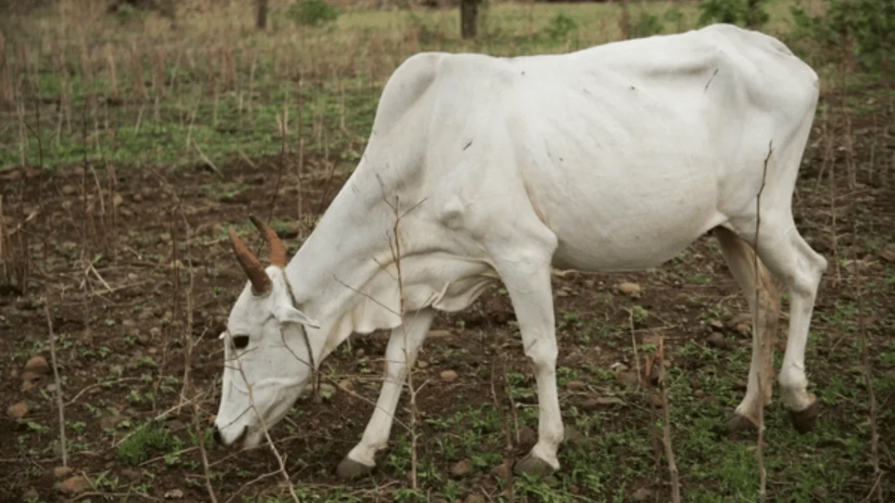 indian-desi-cow